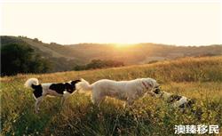 圣基茨移民哪家好，选择移民公司这些你要知道