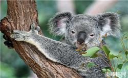 移民澳大利亚需要什么条件，澳大利亚移民条件2022最新汇总